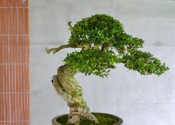 Buxus_Jan_Bu_il_2_