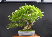 Ligustrum_David_V_t_