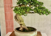 buxus_jan_bu_il_2_